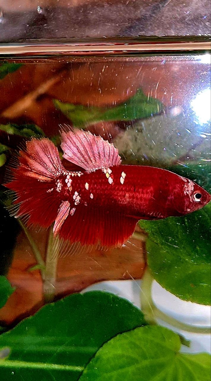FEMALE HALFMOON RED GOLD GALAXY RGG BETTA FISH
