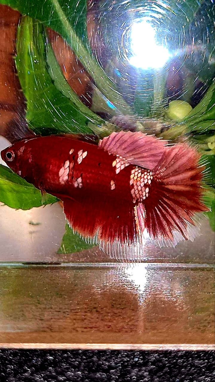 FEMALE HALFMOON RED GOLD GALAXY RGG BETTA FISH