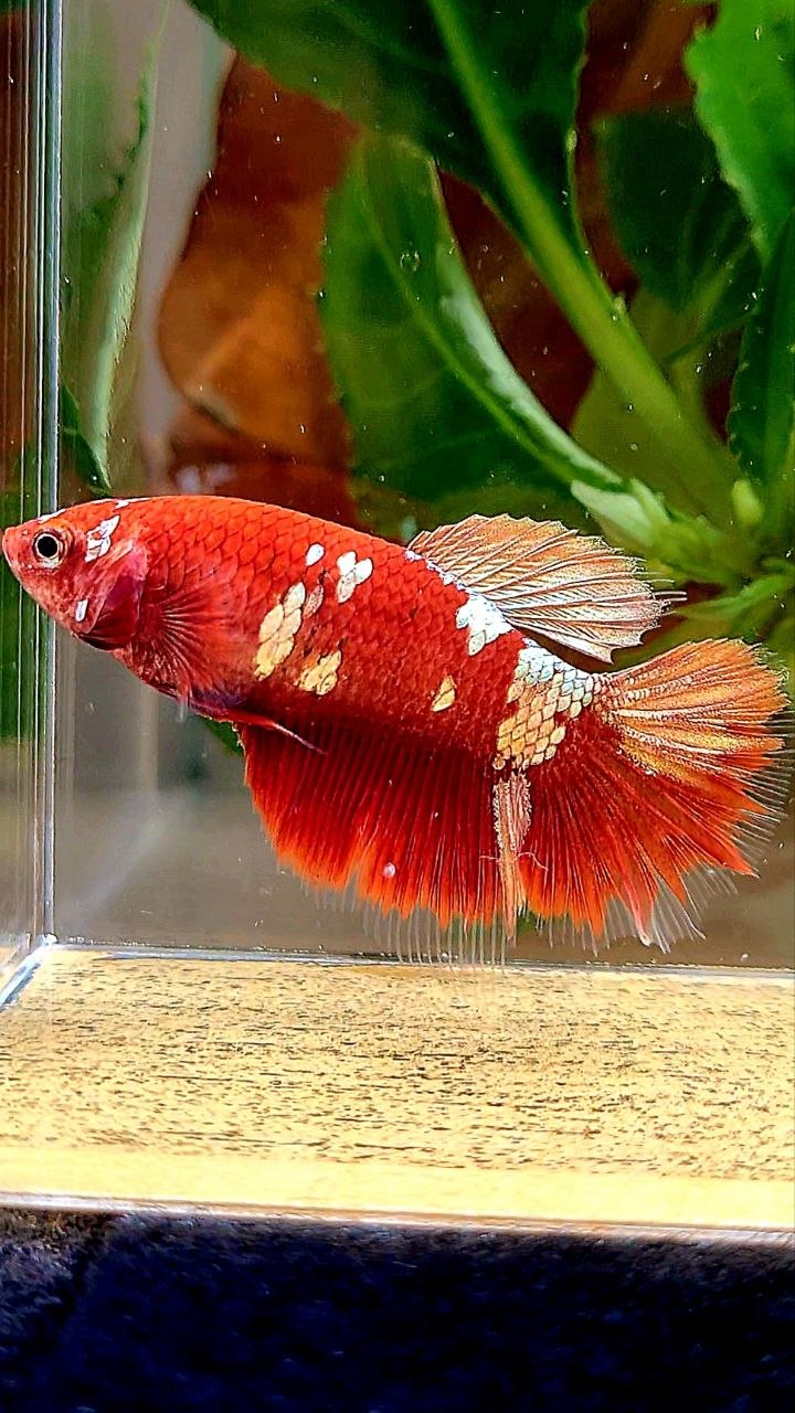 FEMALE HALFMOON RED GOLD GALAXY RGG BETTA FISH