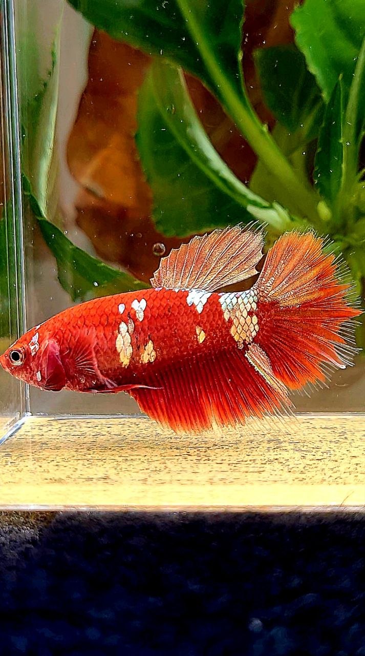 FEMALE HALFMOON RED GOLD GALAXY RGG BETTA FISH