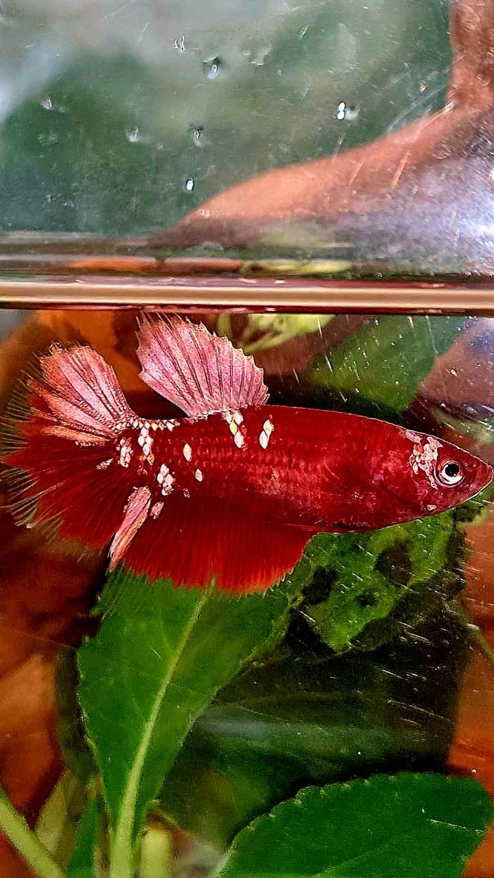 FEMALE HALFMOON RED GOLD GALAXY RGG BETTA FISH