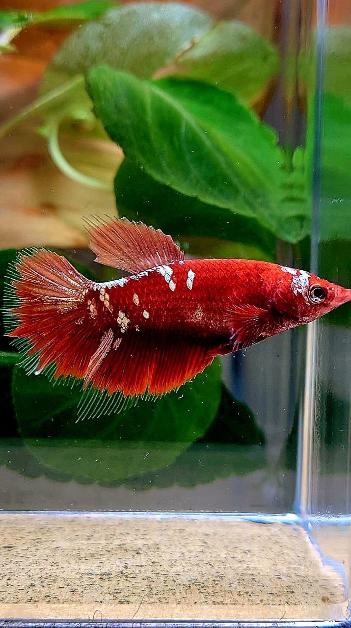 FEMALE HALFMOON RED GOLD GALAXY RGG BETTA FISH