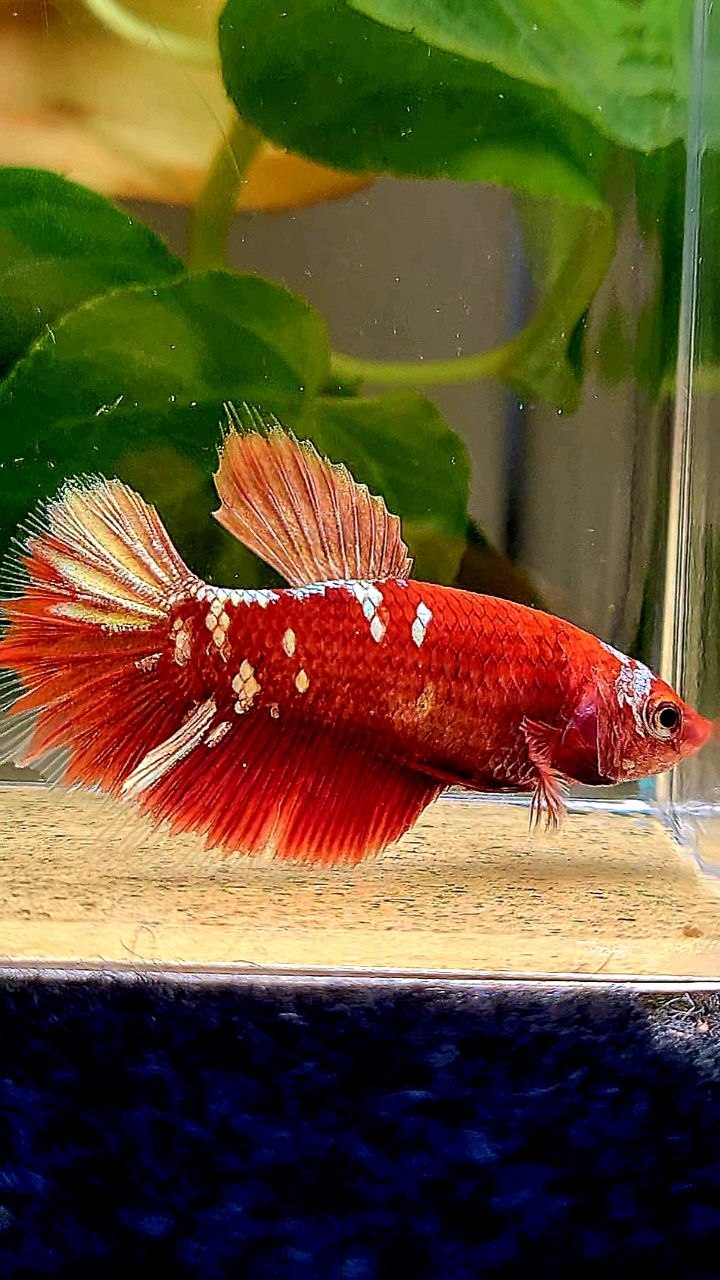 FEMALE HALFMOON RED GOLD GALAXY RGG BETTA FISH