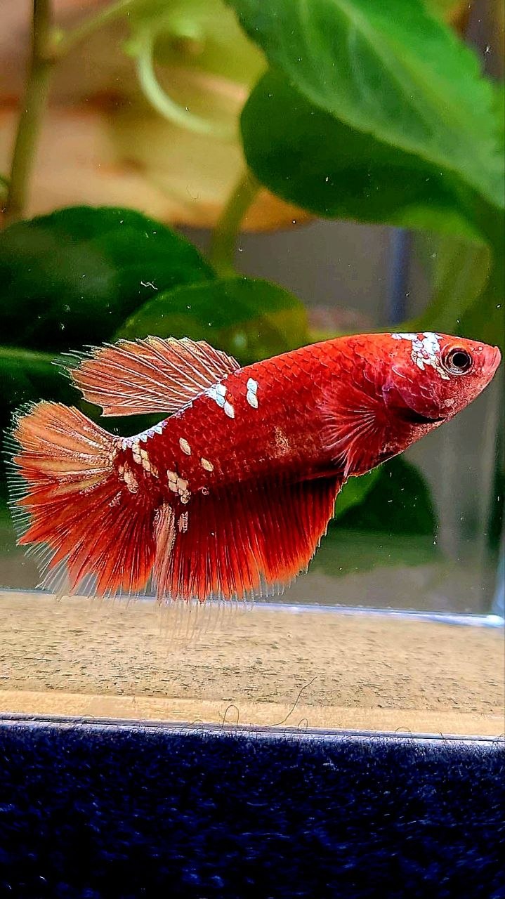 FEMALE HALFMOON RED GOLD GALAXY RGG BETTA FISH