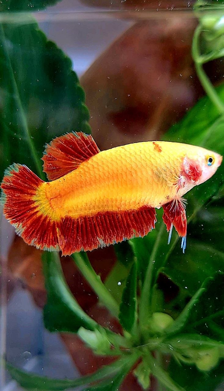 LUXURY FEMALE PLAKAT SUPER FIRE ARMAGEDDON BETTA FISH
