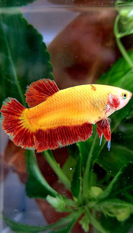 LUXURY FEMALE PLAKAT SUPER FIRE ARMAGEDDON BETTA FISH