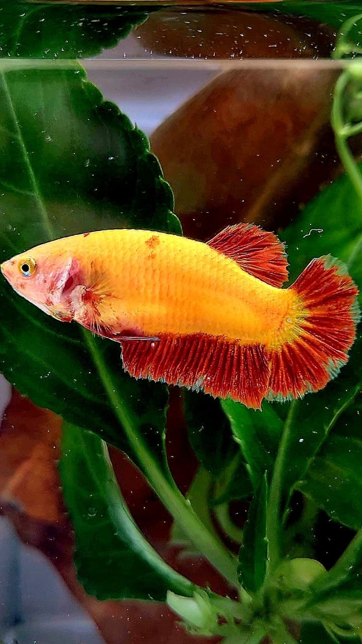 LUXURY FEMALE PLAKAT SUPER FIRE ARMAGEDDON BETTA FISH