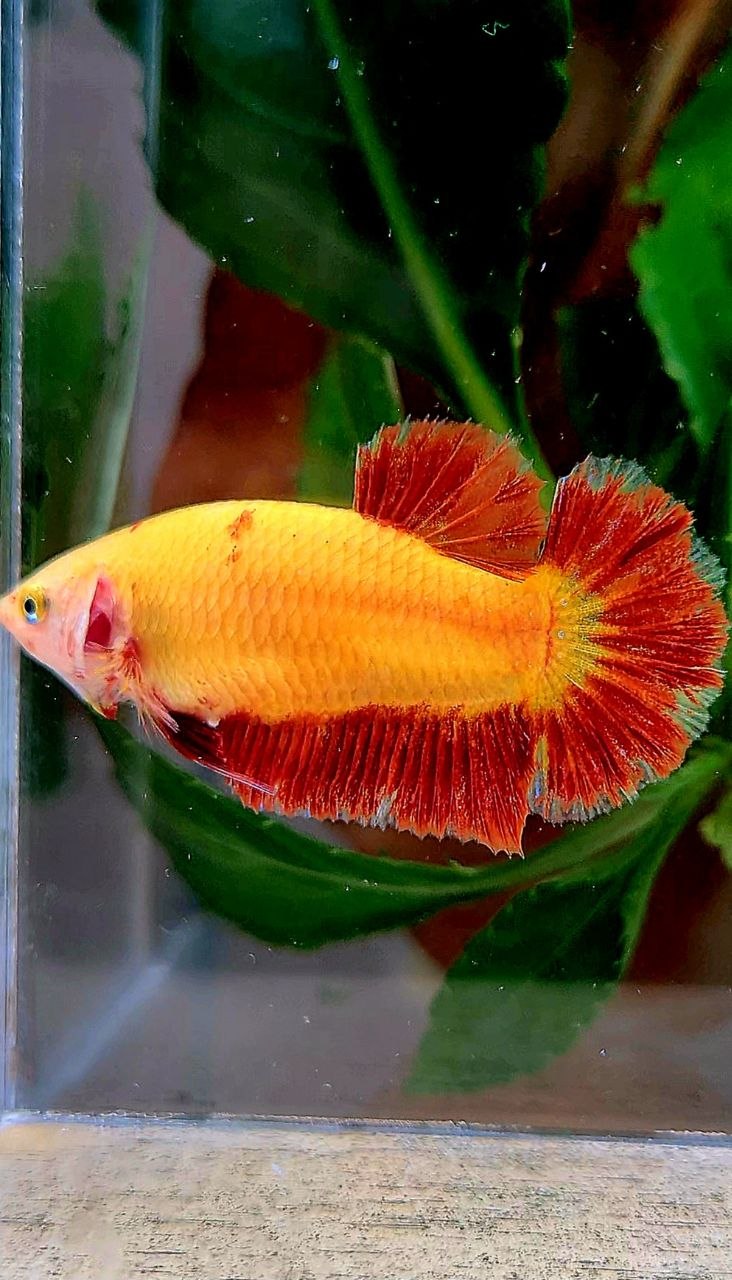 LUXURY FEMALE PLAKAT SUPER FIRE ARMAGEDDON BETTA FISH