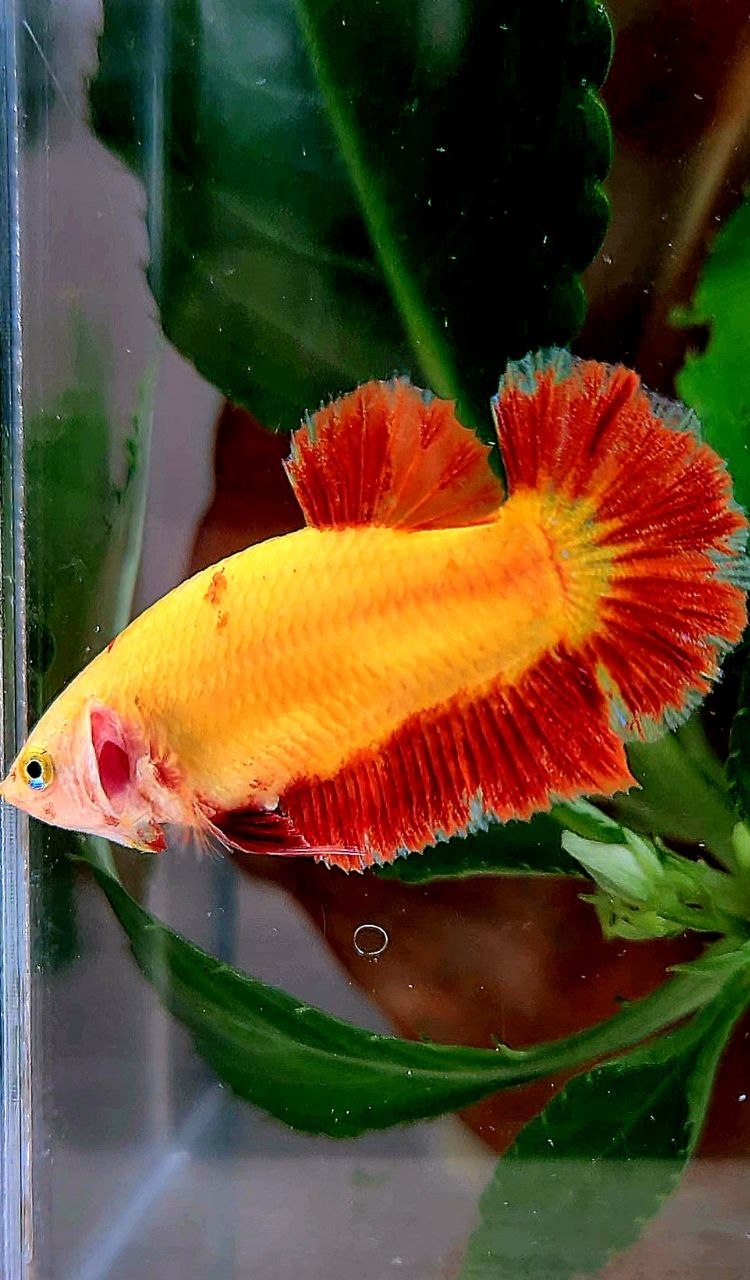 LUXURY FEMALE PLAKAT SUPER FIRE ARMAGEDDON BETTA FISH