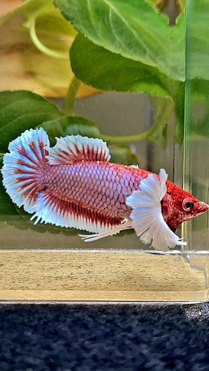 FEMALE PLAKAT DUMBO EAR PURPLE RED HEAD LAVENDER BETTA FISH