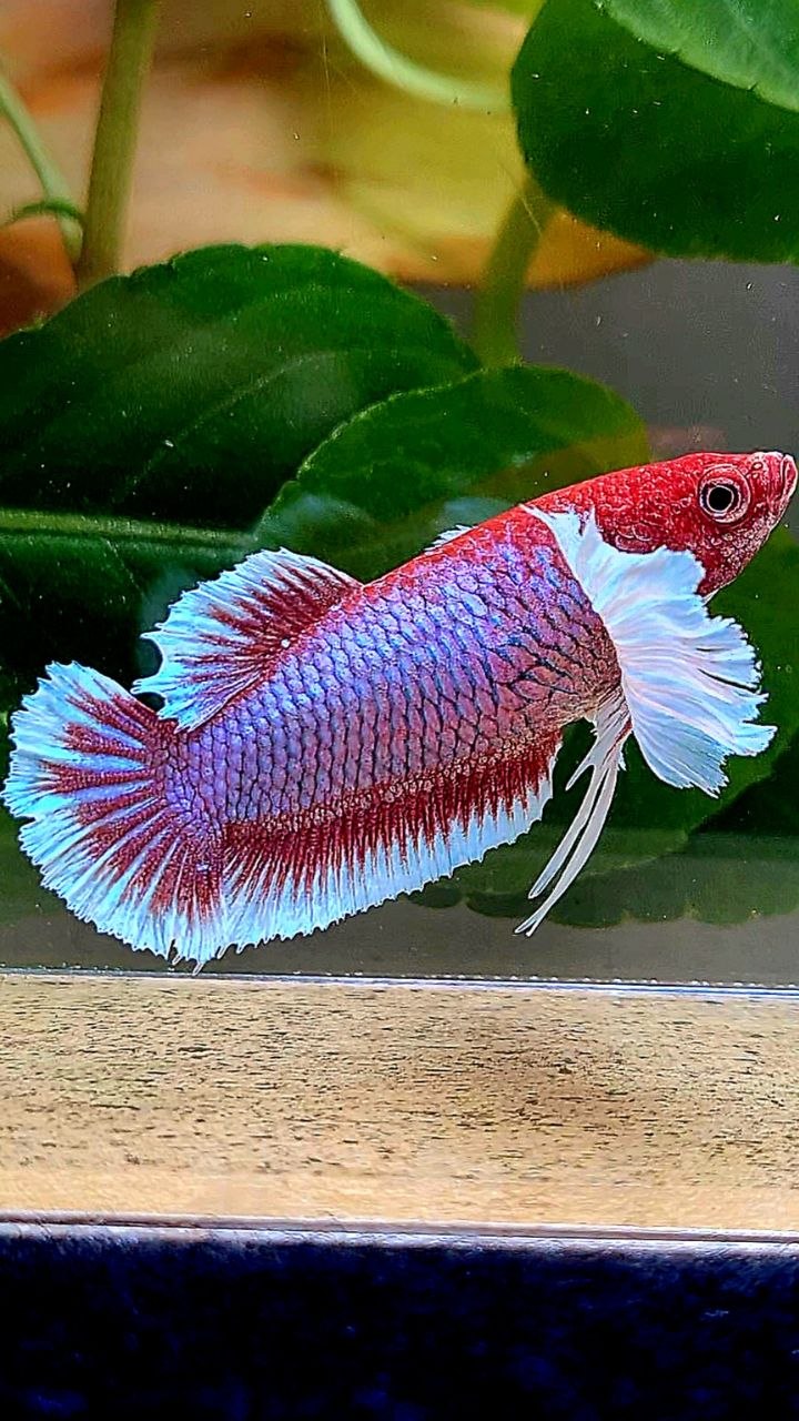 FEMALE PLAKAT DUMBO EAR PURPLE RED HEAD LAVENDER BETTA FISH