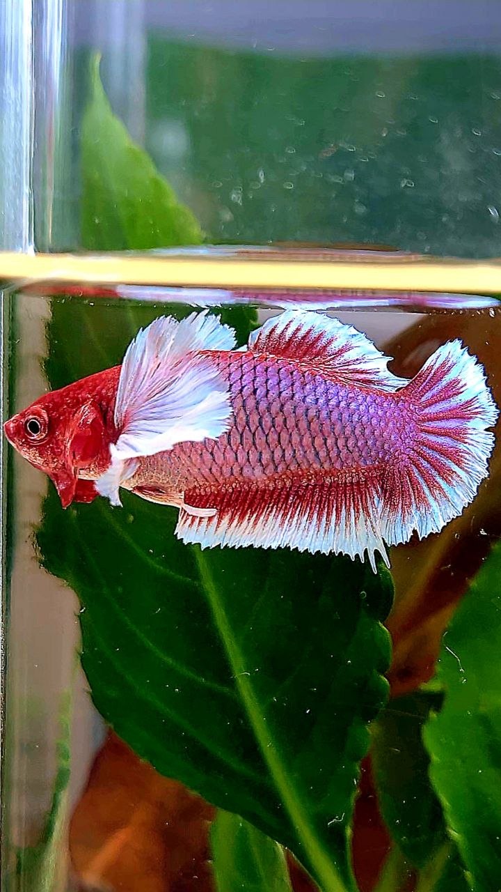FEMALE PLAKAT DUMBO EAR PURPLE RED HEAD LAVENDER BETTA FISH