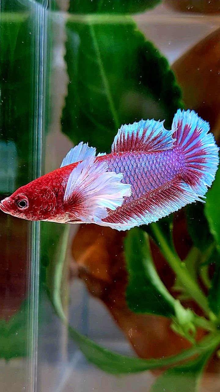 FEMALE PLAKAT DUMBO EAR PURPLE RED HEAD LAVENDER BETTA FISH