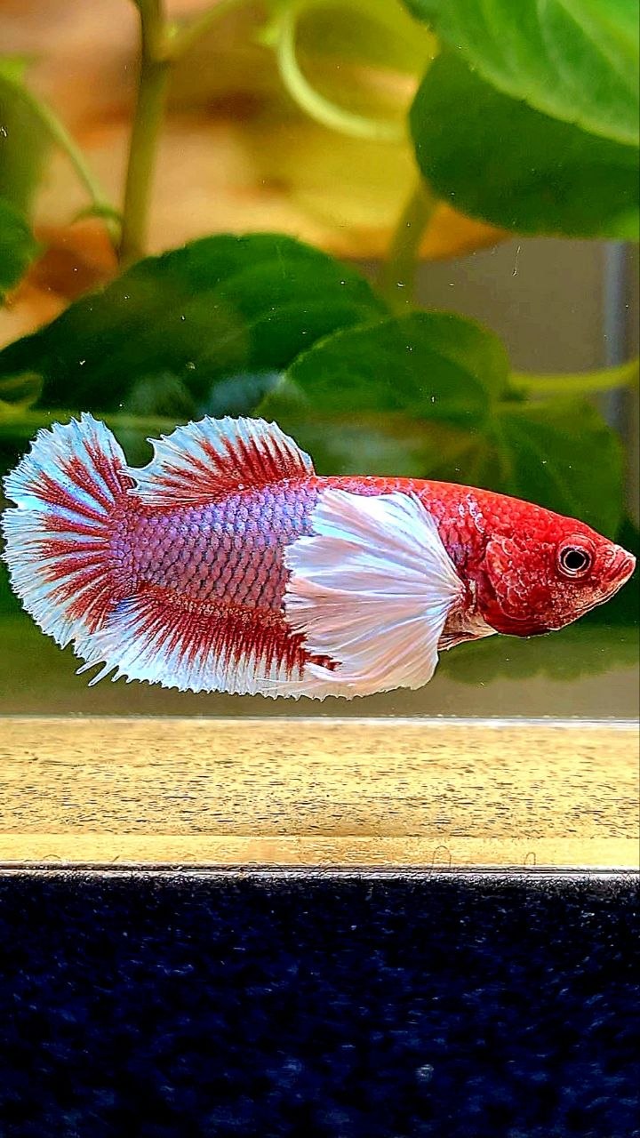 FEMALE PLAKAT DUMBO EAR PURPLE RED HEAD LAVENDER BETTA FISH