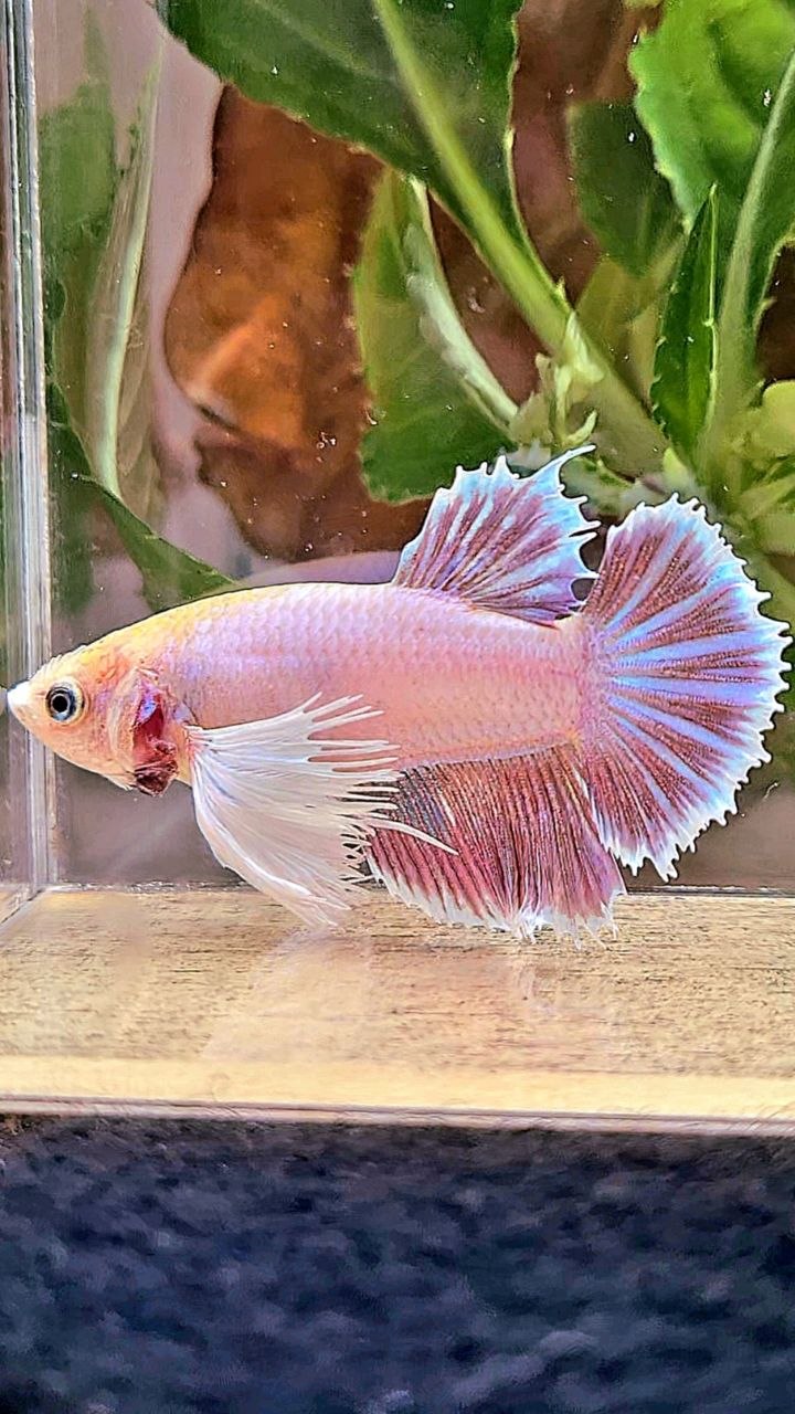 FEMALE HALFMOON SUPER DUMBO EAR MAGENTA BETTA FISH