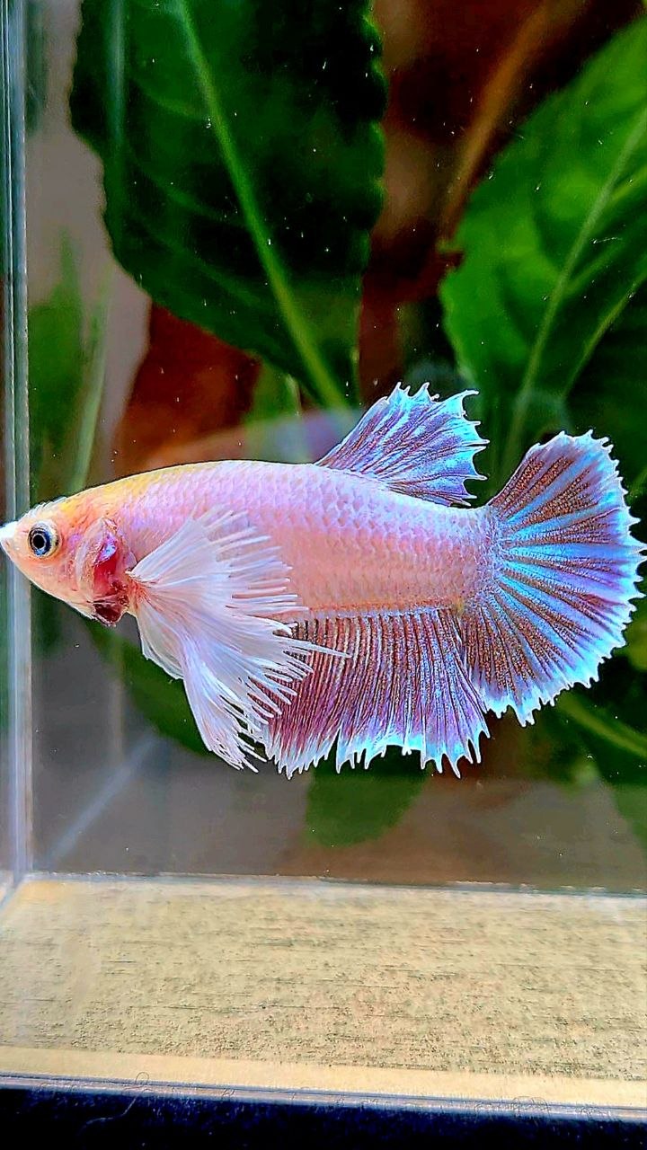 FEMALE HALFMOON SUPER DUMBO EAR MAGENTA BETTA FISH