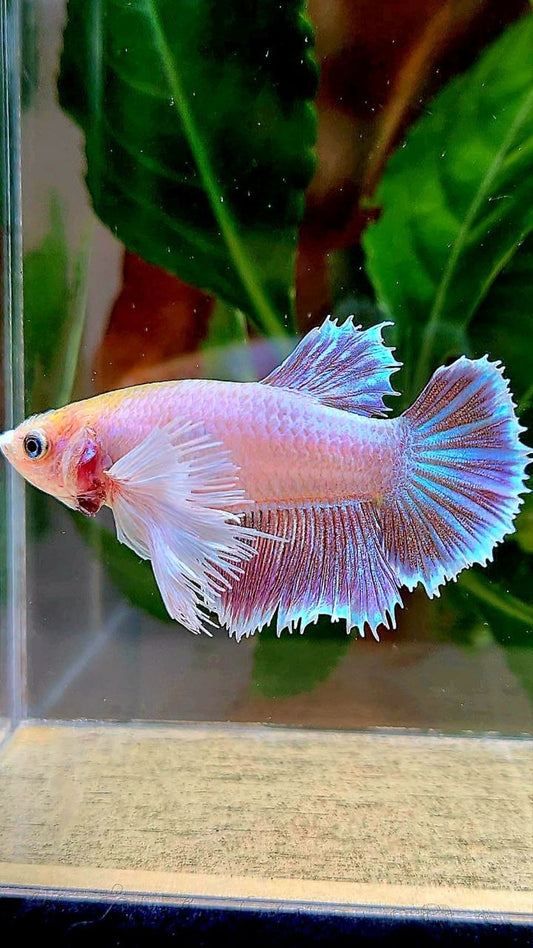 FEMALE HALFMOON SUPER DUMBO EAR MAGENTA BETTA FISH