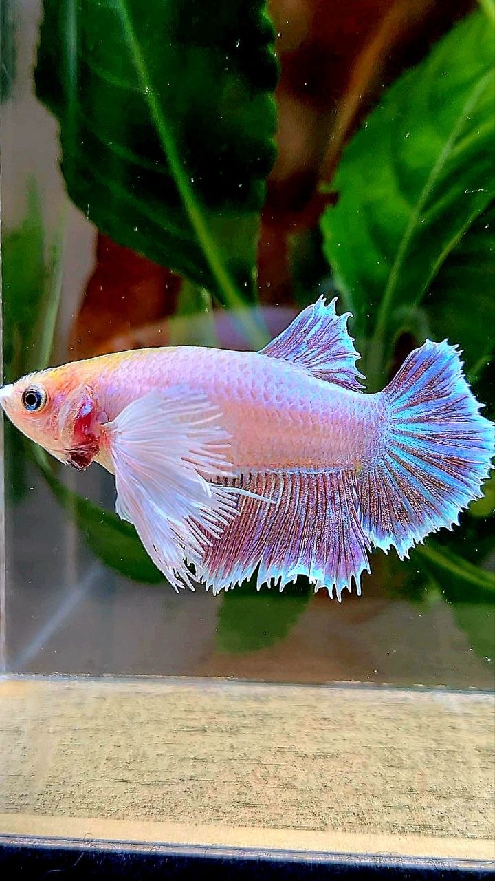 FEMALE HALFMOON SUPER DUMBO EAR MAGENTA BETTA FISH