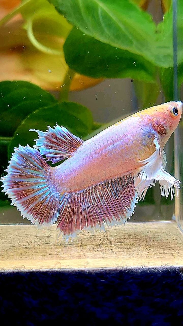 FEMALE HALFMOON SUPER DUMBO EAR MAGENTA BETTA FISH