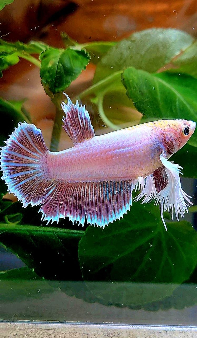 FEMALE HALFMOON SUPER DUMBO EAR MAGENTA BETTA FISH
