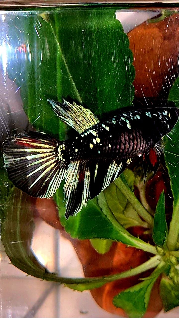 FEMALE HALFMOON BLACK GALAXY AVATAR BLUE BETTA FISH