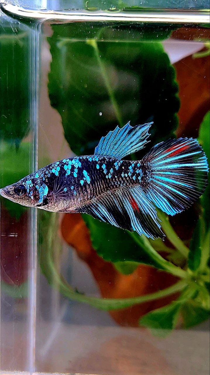 FEMALE HALFMOON BLACK GALAXY AVATAR BLUE BETTA FISH