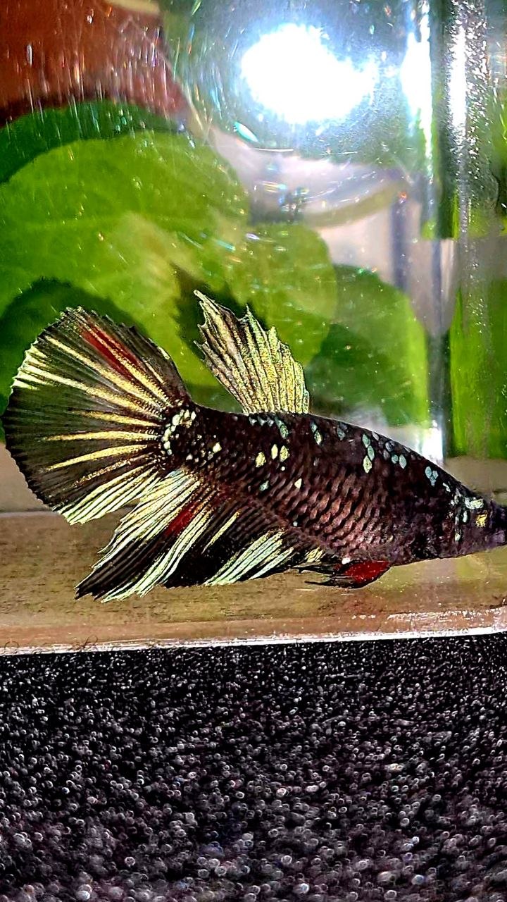 FEMALE HALFMOON BLACK GALAXY AVATAR BLUE BETTA FISH