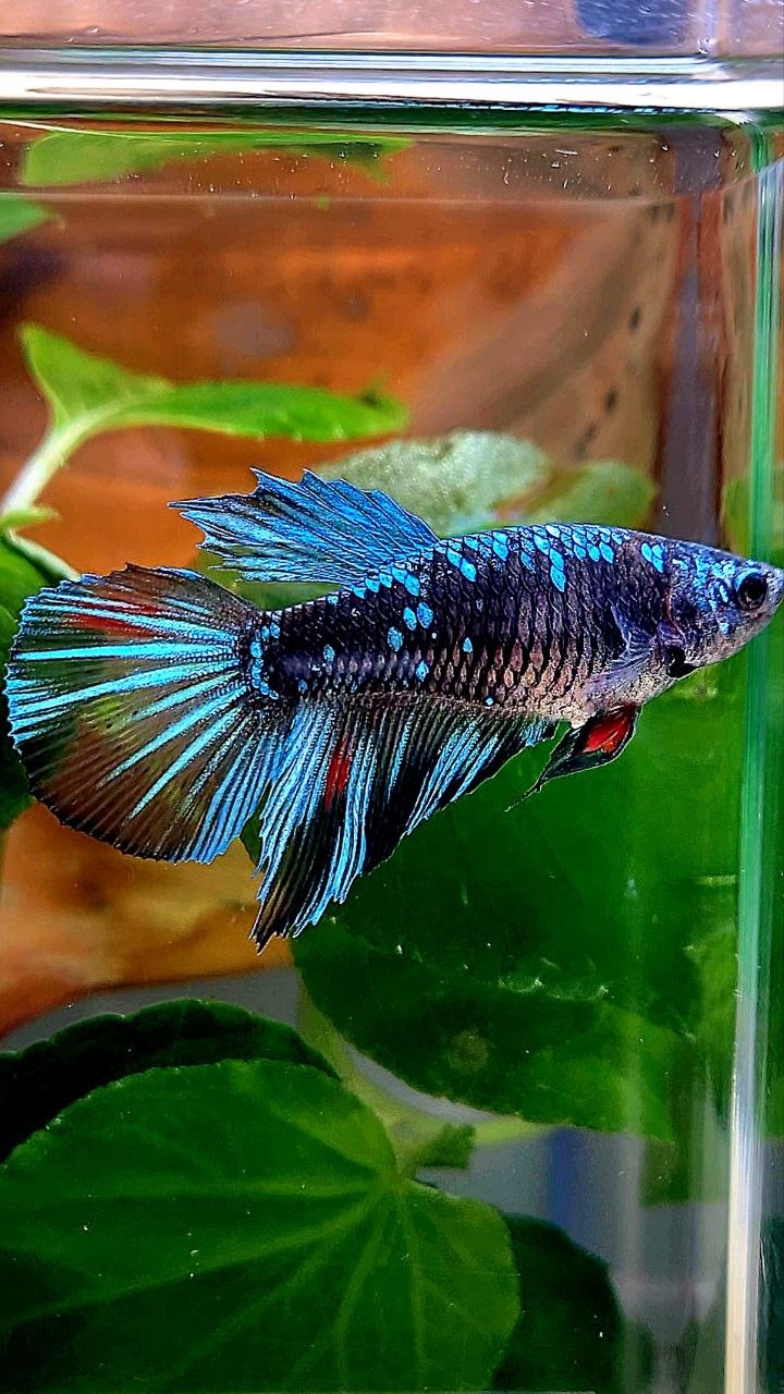 FEMALE HALFMOON BLACK GALAXY AVATAR BLUE BETTA FISH