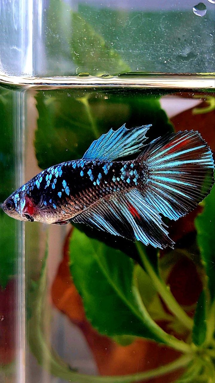 FEMALE HALFMOON BLACK GALAXY AVATAR BLUE BETTA FISH
