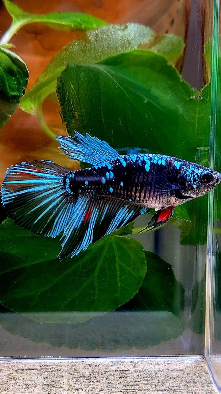 FEMALE HALFMOON BLACK GALAXY AVATAR BLUE BETTA FISH