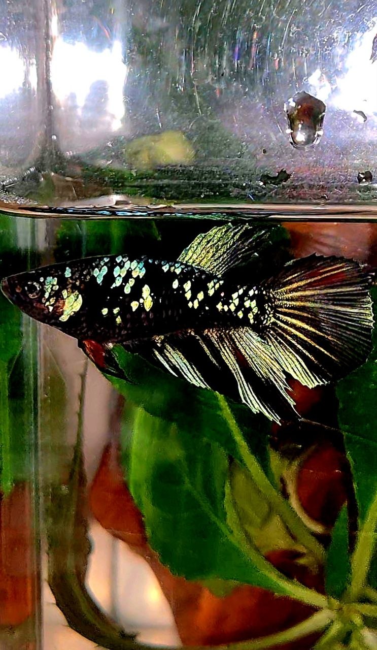 FEMALE HALFMOON BLACK GALAXY AVATAR BLUE BETTA FISH