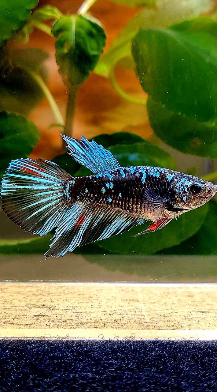 FEMALE HALFMOON BLACK GALAXY AVATAR BLUE BETTA FISH