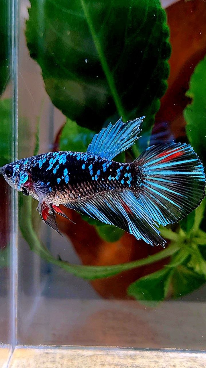 FEMALE HALFMOON BLACK GALAXY AVATAR BLUE BETTA FISH