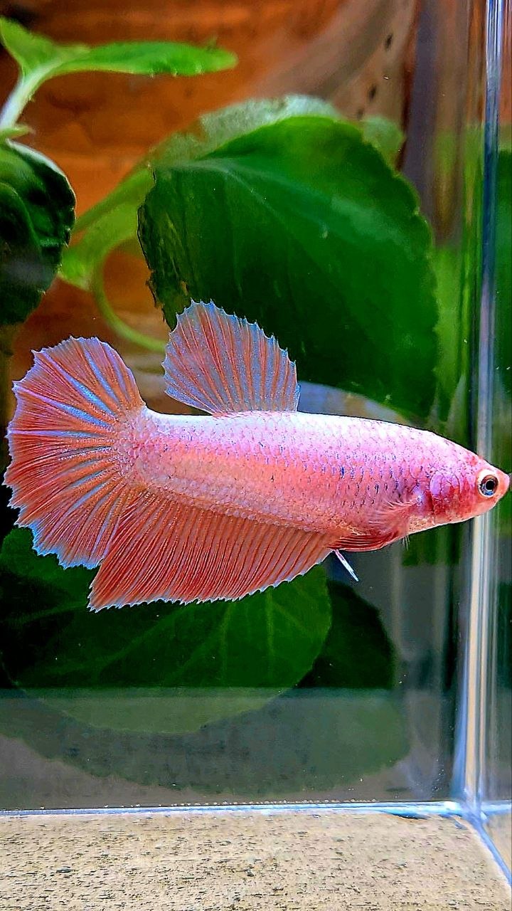 XL FEMALE HALFMOON PINK FLAMINGGO BETTA FISH
