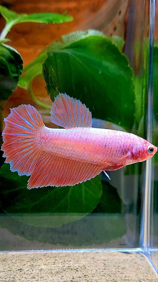 XL FEMALE HALFMOON PINK FLAMINGGO BETTA FISH