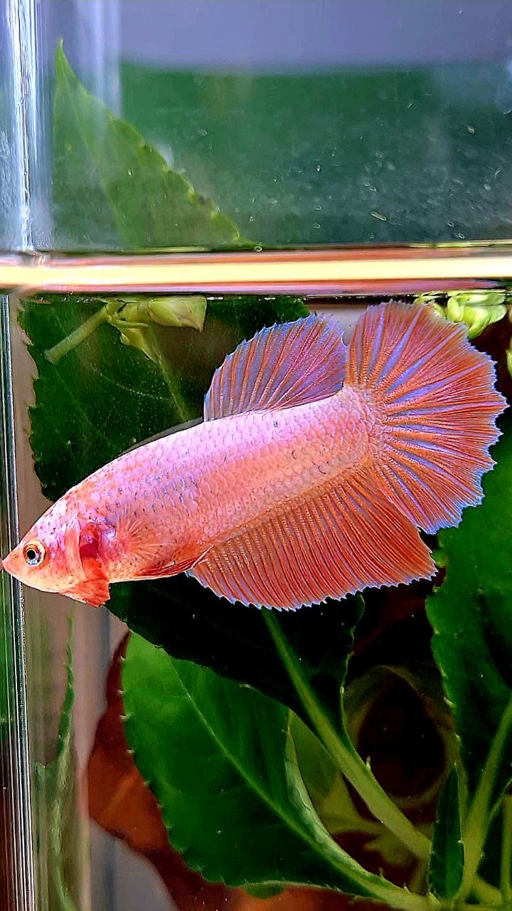 XL FEMALE HALFMOON PINK FLAMINGGO BETTA FISH
