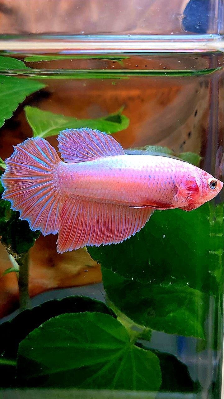 XL FEMALE HALFMOON PINK FLAMINGGO BETTA FISH