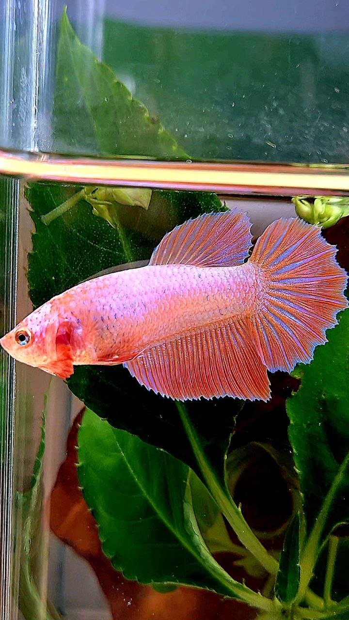 XL FEMALE HALFMOON PINK FLAMINGGO BETTA FISH
