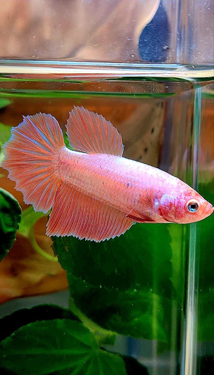 XL FEMALE HALFMOON PINK FLAMINGGO BETTA FISH