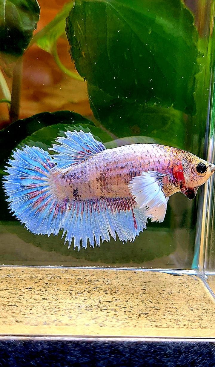 XL FEMALE HALFSUN HALFMOON CROWNTAIL DUMBO EAR WHITE BLUE MASCOT BETTA FISH
