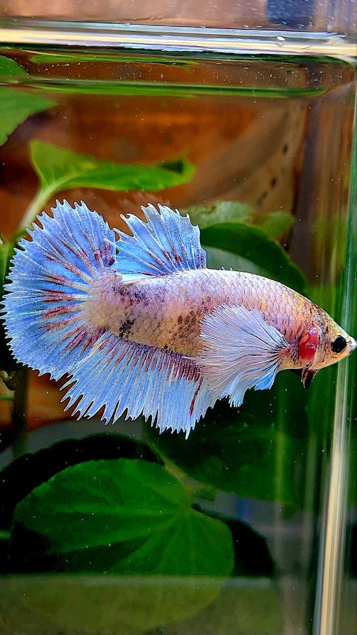 XL FEMALE HALFSUN HALFMOON CROWNTAIL DUMBO EAR WHITE BLUE MASCOT BETTA FISH