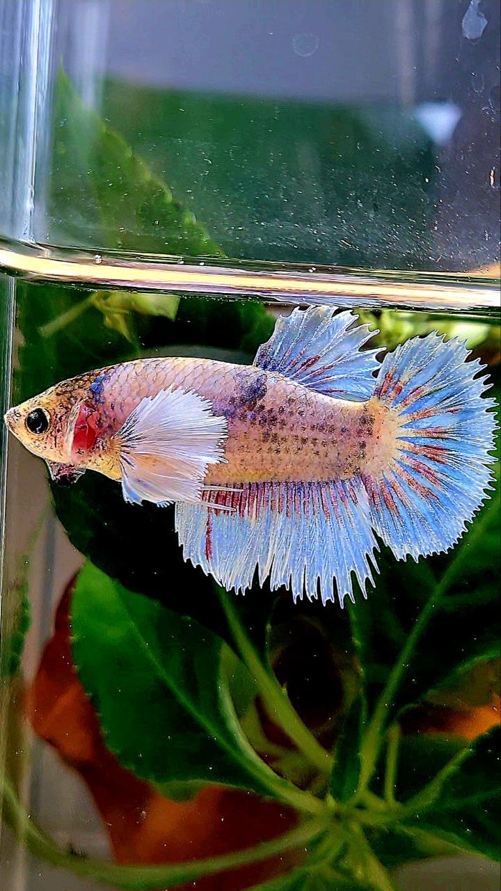 XL FEMALE HALFSUN HALFMOON CROWNTAIL DUMBO EAR WHITE BLUE MASCOT BETTA FISH