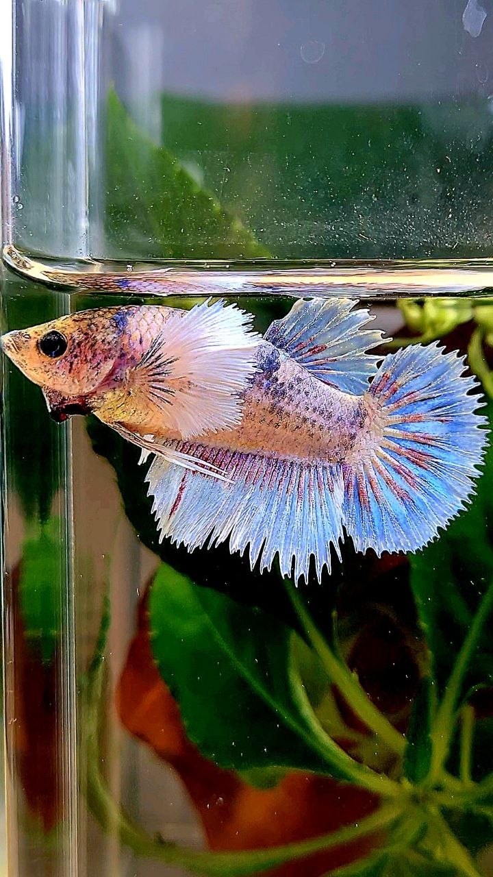 XL FEMALE HALFSUN HALFMOON CROWNTAIL DUMBO EAR WHITE BLUE MASCOT BETTA FISH