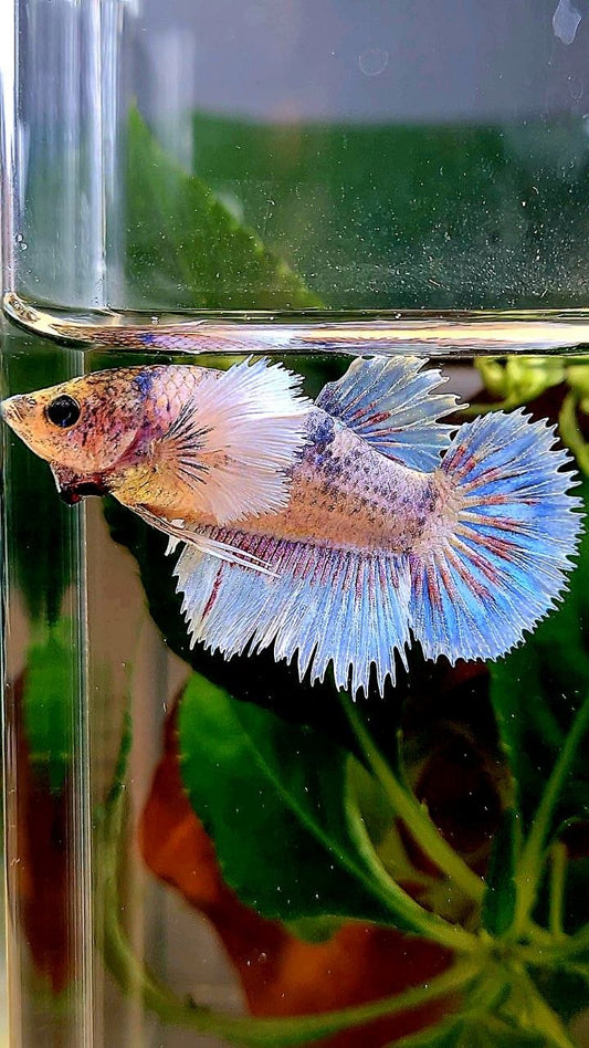 XL FEMALE HALFSUN HALFMOON CROWNTAIL DUMBO EAR WHITE BLUE MASCOT BETTA FISH