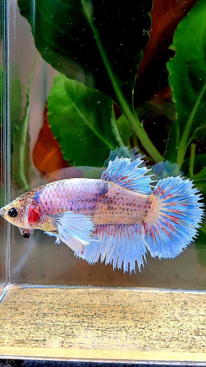 XL FEMALE HALFSUN HALFMOON CROWNTAIL DUMBO EAR WHITE BLUE MASCOT BETTA FISH