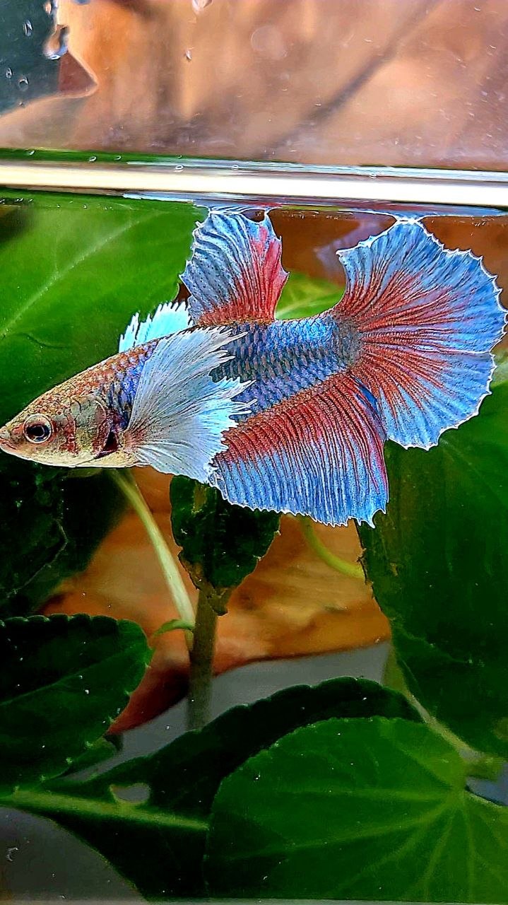 XL FEMALE HALFMOON DUMBO EAR ROSETAIL BLUE GREEN TURQUOISE BETTA FISH