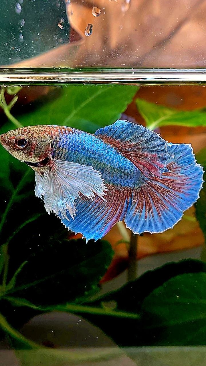 XL FEMALE HALFMOON DUMBO EAR ROSETAIL BLUE GREEN TURQUOISE BETTA FISH