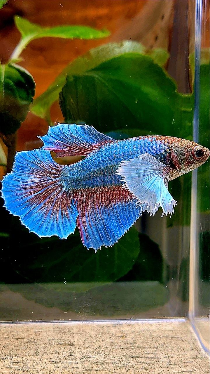 XL FEMALE HALFMOON DUMBO EAR ROSETAIL BLUE GREEN TURQUOISE BETTA FISH