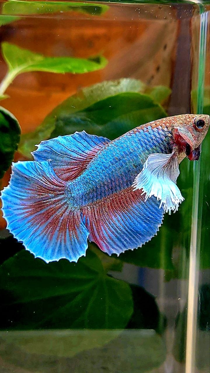 XL FEMALE HALFMOON DUMBO EAR ROSETAIL BLUE GREEN TURQUOISE BETTA FISH