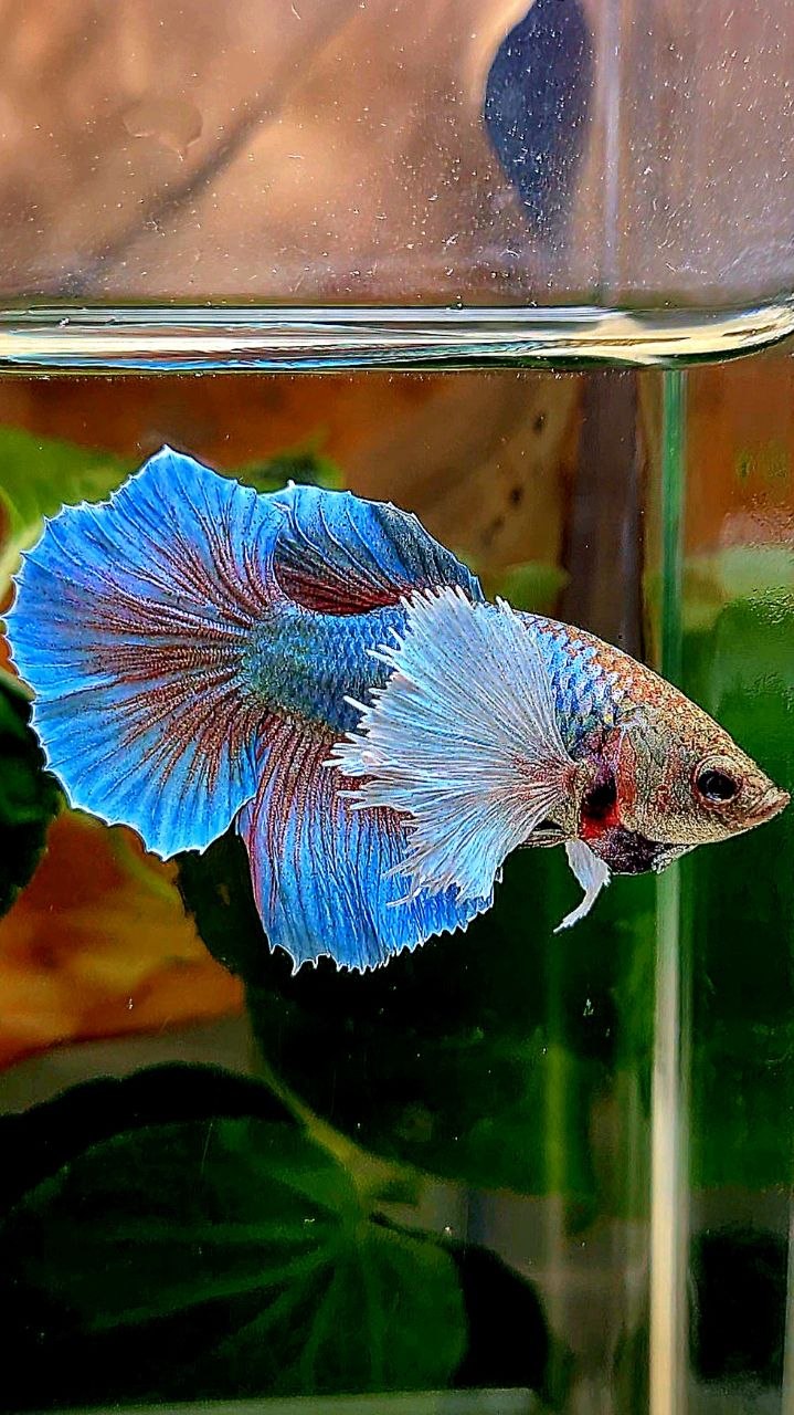 XL FEMALE HALFMOON DUMBO EAR ROSETAIL BLUE GREEN TURQUOISE BETTA FISH